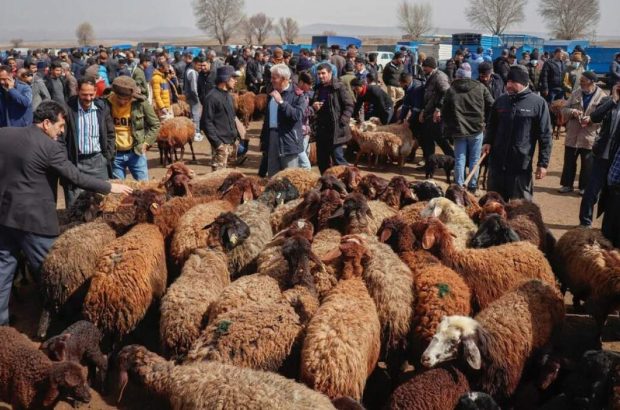 قیمت دام زنده امروز پنجشنبه ۱۶ مهر ۱۴۰۵ + جدول